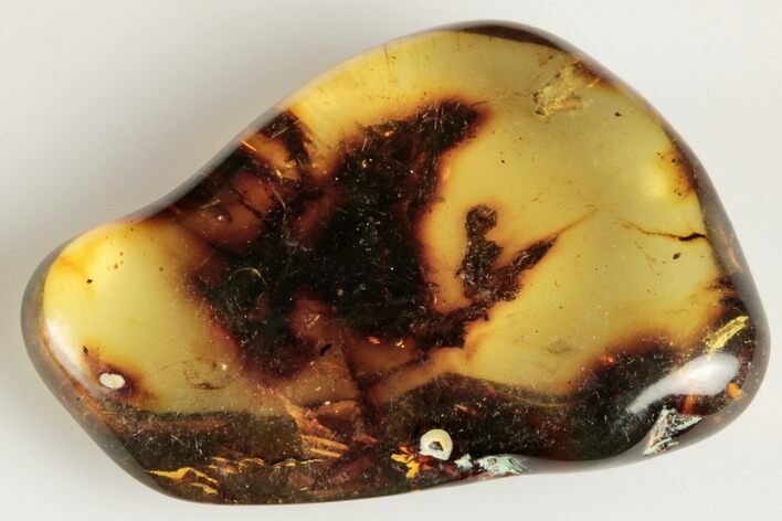 Polished Chiapas Amber ( g) - Mexico #193192